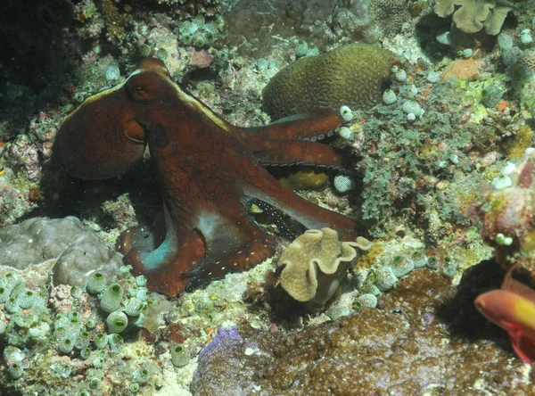 Bläckfisk Revet — Stockfoto