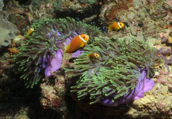 Клоунна Риба Морській Воді — стокове фото