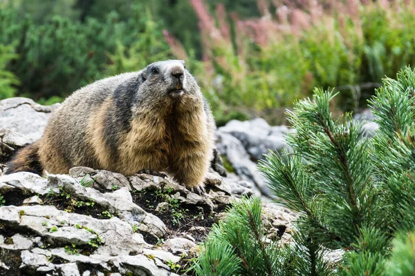 Marmot Bachlalm — Stock Photo, Image