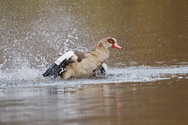 Correr Golden Retriever Parque — Foto de Stock