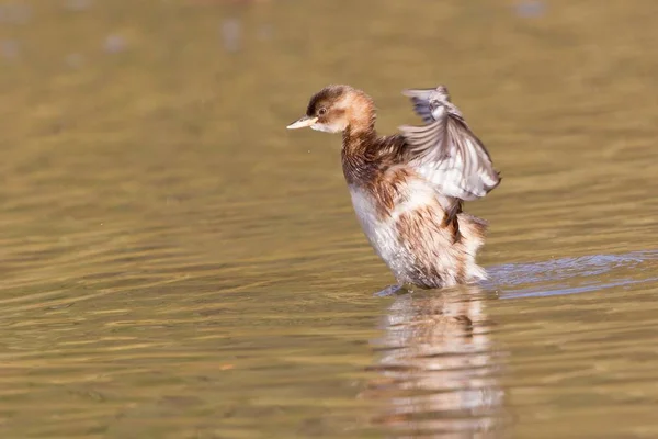 Vista Close Belo Pássaro Grebe Natureza — Fotografia de Stock