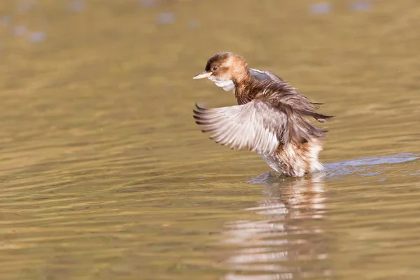 Vista Close Belo Pássaro Grebe Natureza — Fotografia de Stock