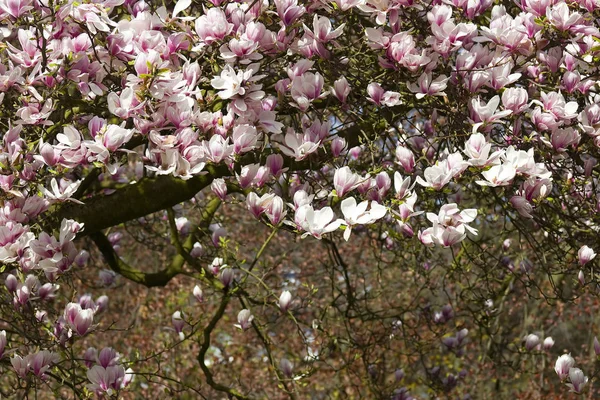 Blühende Blumen Hintergrund Textur — Stockfoto