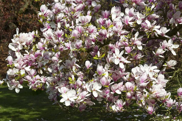 Blühende Blumen Hintergrund Textur — Stockfoto