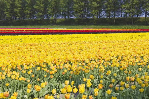 Pole Tulipanowe Dolnej Części Kraju — Zdjęcie stockowe