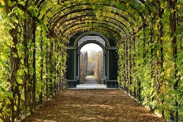 Pavillon Durchgang Mit Schlingpflanzen Und Blättern Auf Dem Boden — Stockfoto