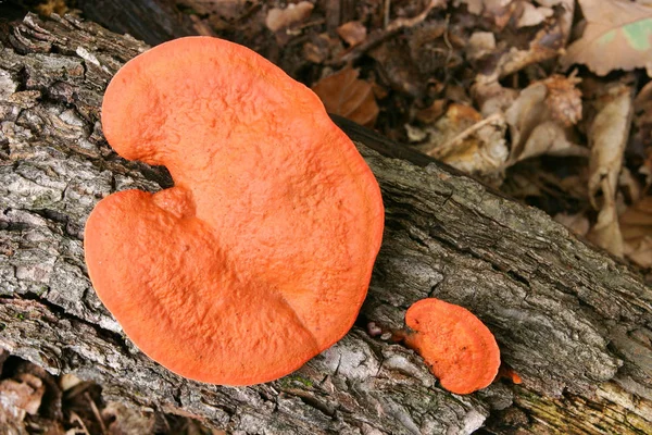 Coltivazione Funghi Nella Foresta Sfondo Naturale — Foto Stock