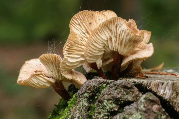 Cogumelos Com Molde Cabeça — Fotografia de Stock