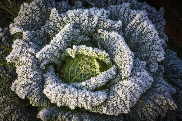 Gelé Kale Auf Acker — Photo