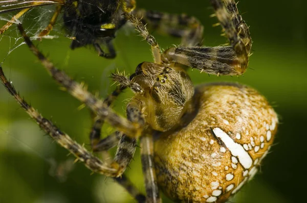 Μακροσκοπική Λήψη Αράχνης Araneus Diadematus Όταν Πρόκειται Για Σφήκα Vespula — Φωτογραφία Αρχείου