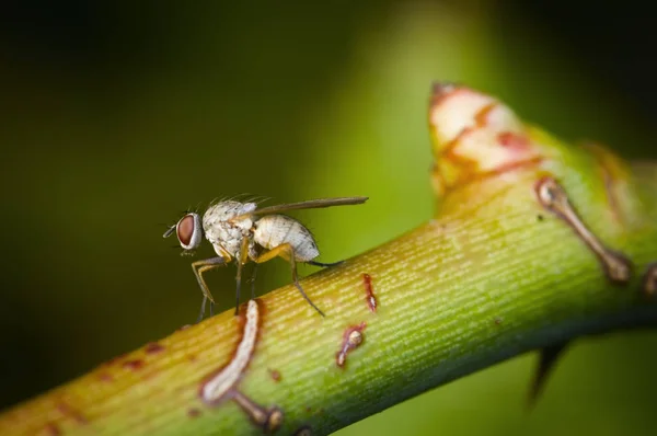 Full Body Close Van Een Dromalayila Eizelnen Dromalayila Melanogaster Een — Stockfoto