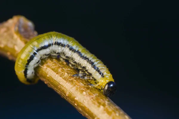 Bir Dal Üzerinde Tek Bir Testere Larvasının Allantus Scophulariae Makro — Stok fotoğraf