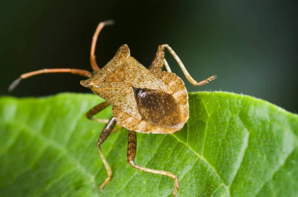 Kahverengi Kenarlık Böceği Gonocerus Acuteangulatus Dikiz Aynasındaki Bir Yaprak Üzerinde — Stok fotoğraf