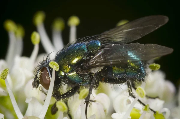 Macro Shot Housefly Musca Domestica Side View — Stock Photo, Image