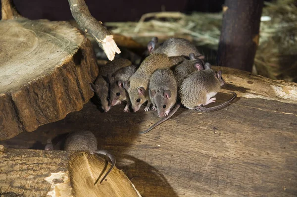 Kleine Gruppe Dunkler Kairoer Stachelmäuse Acomys Kairoer Stachelmaus Auf Ästen — Stockfoto