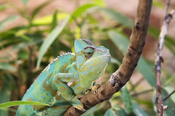 Closeup Yemen Chameleon Sitting Branch Front Blurred Natural Background — Stock Photo, Image