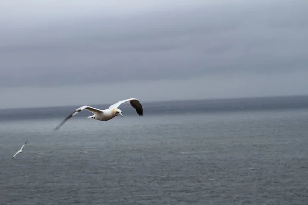 Vliegende Storm Vogel Natuur Fuana — Stockfoto