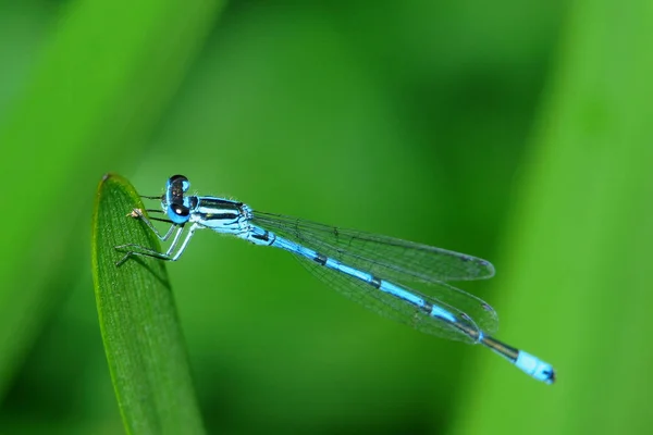 Κυανό Damselfly Πλατύκανθα — Φωτογραφία Αρχείου