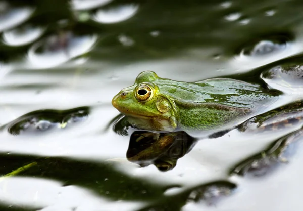 Amphibien Animal Grenouille Sauvage — Photo