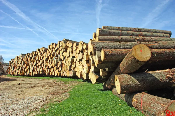 Baumstämme Holz Brennholz Stamm — Stockfoto