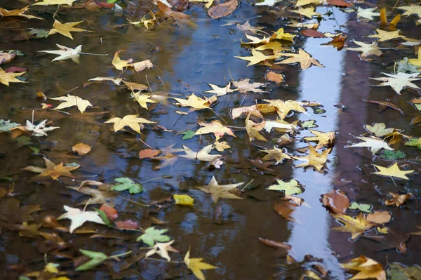 웅덩이에 나뭇잎 — 스톡 사진