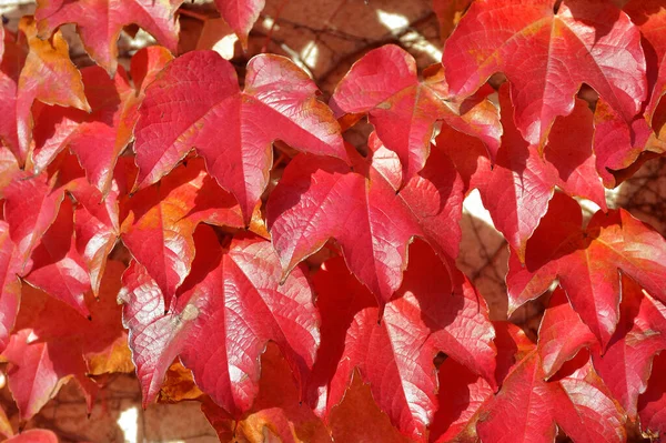 Barvy Podzimu Virginia Creeper Šplhání Zeď Zakrývá Jeho Načervenalou Barvou — Stock fotografie