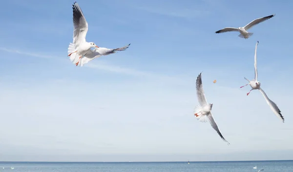 Vista Panorámica Hermosas Gaviotas Aves — Foto de Stock