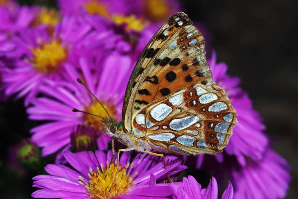 Farfalle Fritillari Fiori Orientali Nel Nektartrunk — Foto Stock