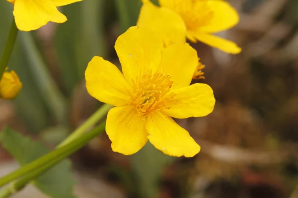 Kwitnące Marynaty Caltha Palustris Brzegu Stawu — Zdjęcie stockowe