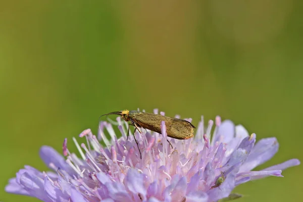 Traça Longhorn Nemophora Metallica Escabioso — Fotografia de Stock