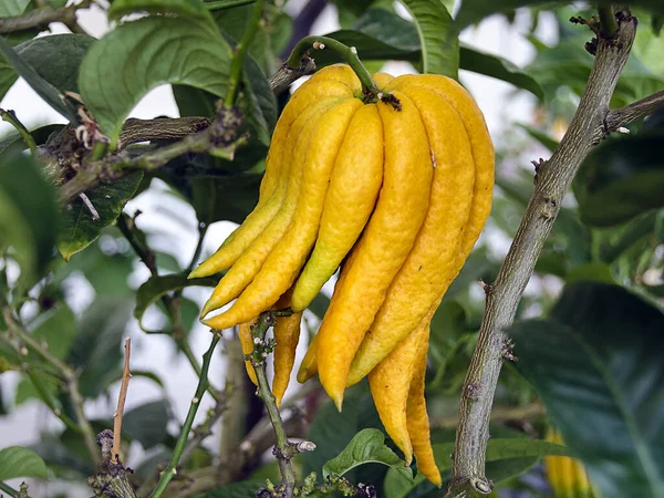 Vruchten Van Hand Van Citrusplant Buddha — Stockfoto