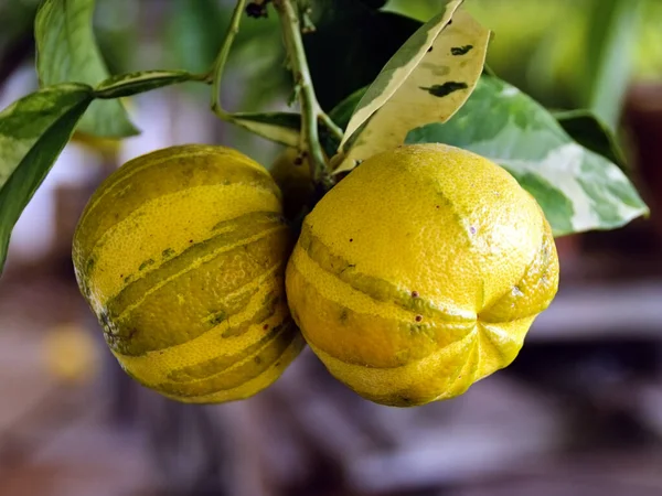 Owoce Gorzkiej Pomarańczy — Zdjęcie stockowe