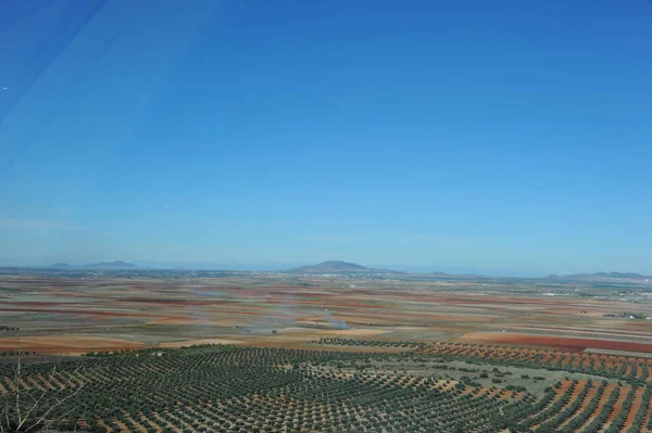Olívaolaj Olajfa Spanyolország — Stock Fotó