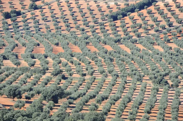 Оливковое Дерево Испанское — стоковое фото