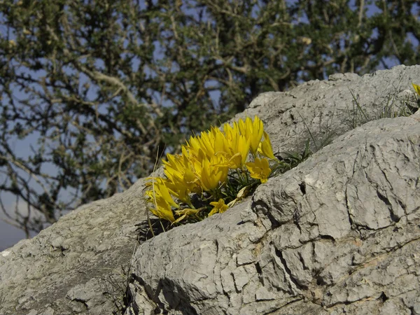 地面に黄色の花 — ストック写真
