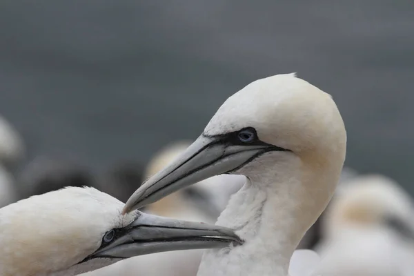 Aussichtsreiche Aussicht Auf Schöne Vögel Der Natur — Stockfoto