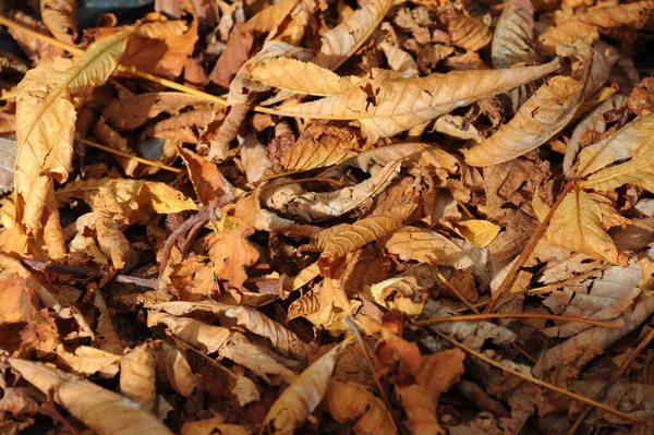 Herfstbossen Herfststemming Het Bos Herfstkleuren — Stockfoto