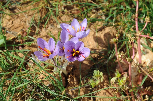 Pierwsze Wiosenne Kwiaty Krokus — Zdjęcie stockowe