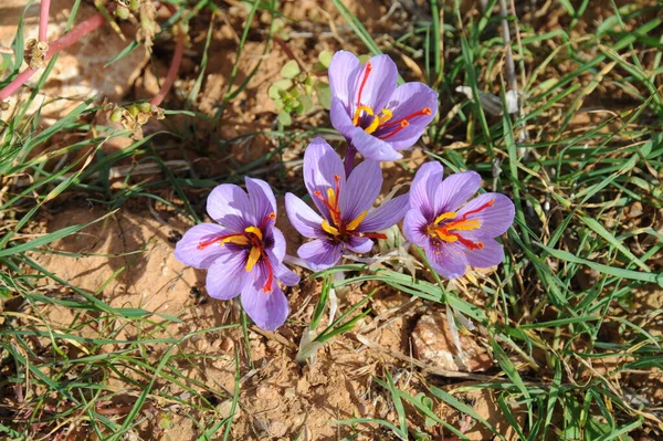 Krokusy Kwitnące Kwiaty Przyrodzie Wiosenna Flora — Zdjęcie stockowe