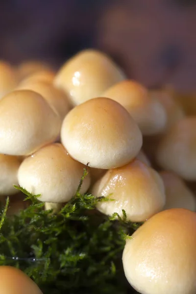 Stockschwamm Kuehneromyces Einem Makroschuss — Stockfoto