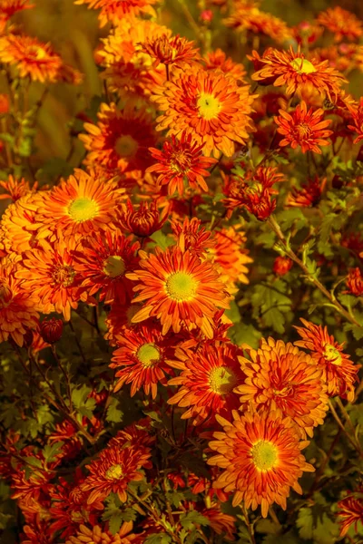 Flores Otoño Crisantemos Sobre Fondo Primer Plano — Foto de Stock