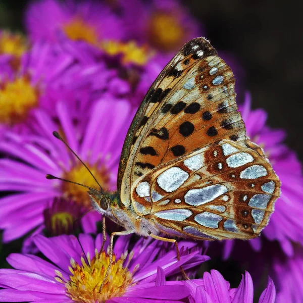 Farfalla Fritillare Insetto Con Ali — Foto Stock