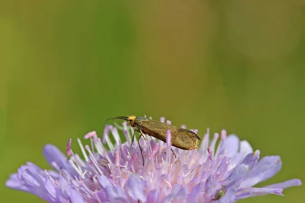 Longhorn Mot Nemophora Metallica Schurftige — Stockfoto