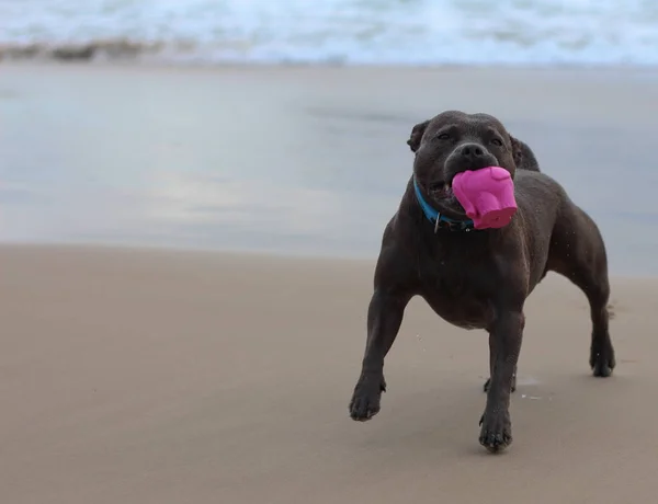 Staffordshire Terrier Pet Dog Playing Toy Beach — Stock Photo, Image