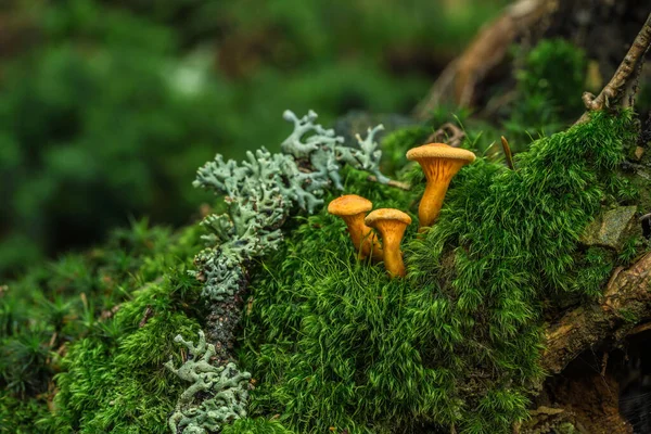 在森林中种植蘑菇 自然背景 — 图库照片