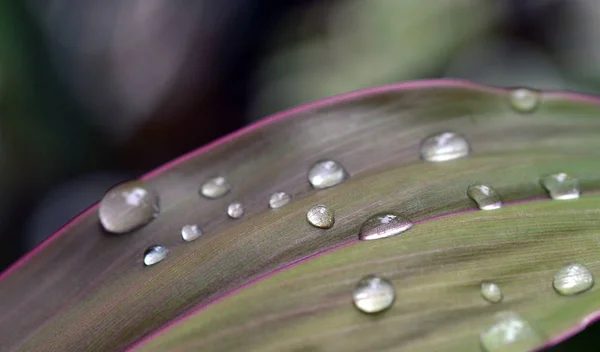 Morning Dew Green Leaves — Stock Photo, Image