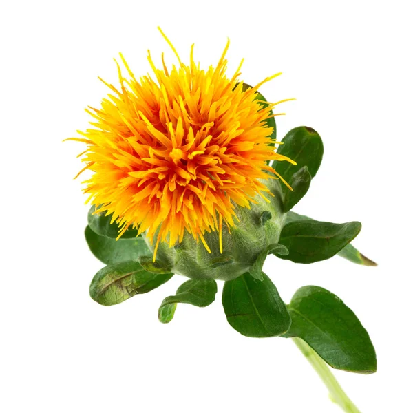 Safflower Carthamus Tinctorius Plant White Background — Stock Photo, Image