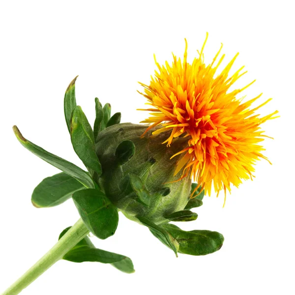 Safflower Carthamus Tinctorius Plant White Background — Stock Photo, Image