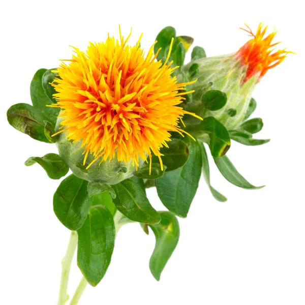 Safflower Carthamus Tinctorius Plant White Background — Stock Photo, Image