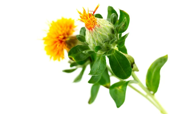 Dwarf Thistle Carthamus Tinctorius Plant White Background — kuvapankkivalokuva